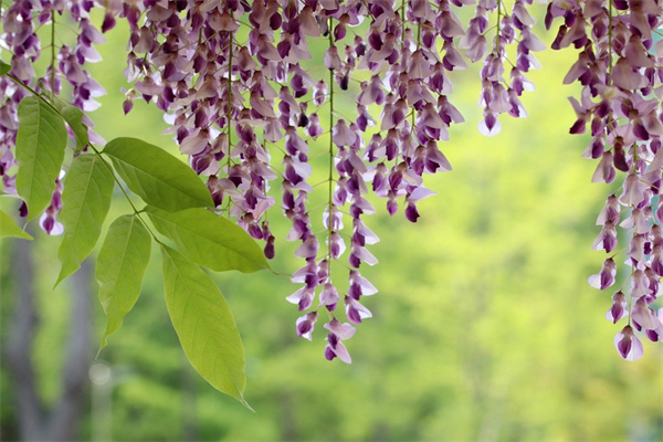 節(jié)日花卉租擺(專業(yè)花卉租擺)