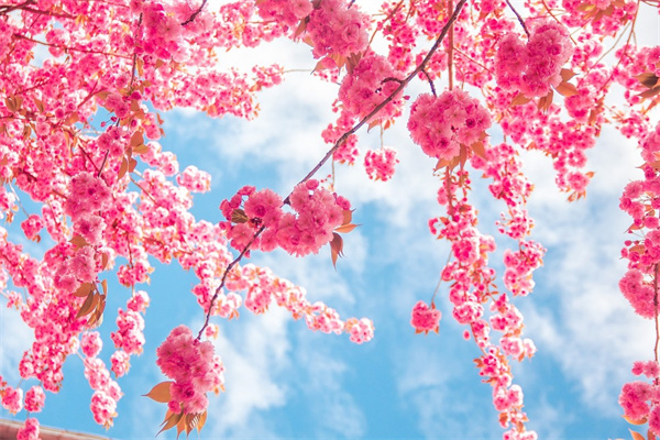 室內空氣凈化綠植公司(室內空氣凈化綠植公司名稱)