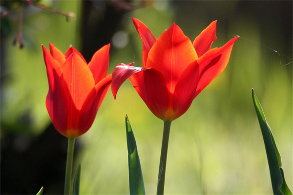 月季花盆栽批發(盆栽月季批發價格)