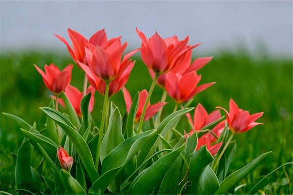 了解玫瑰花的相關(guān)知識(shí)(關(guān)于玫瑰花的科普知識(shí))