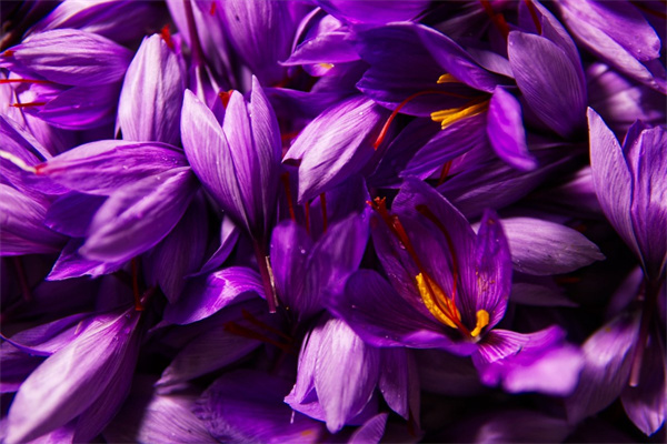 年花盆栽(年花盆栽圖畫)