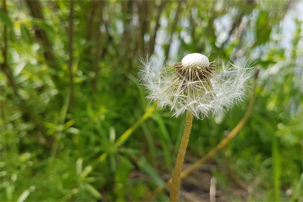 云南綠植花卉批發基地(云南綠植花卉批發基地地址)