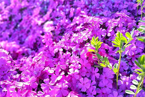 庭院綠植批發(綠植花卉種植批發基地)
