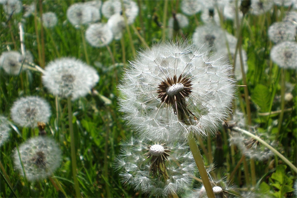 花卉綠植基地(花卉綠植種植基地)