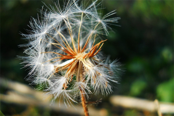 耐寒花卉盆景室內盆栽(耐寒的室內盆栽盆景花卉)
