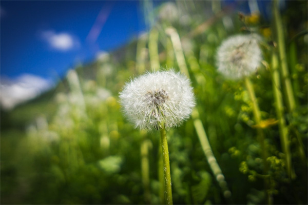 送弟弟鮮花送什么花好(給弟弟送什么花好)
