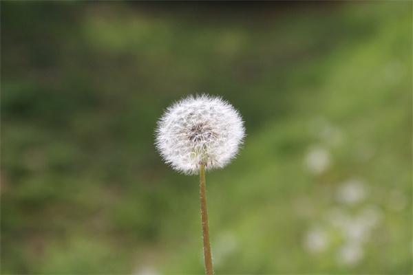 花是綠植嗎(花是不是植物?)