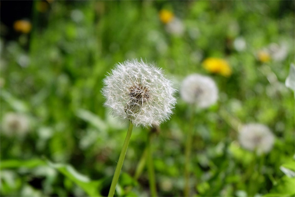 用緞帶做玫瑰花(緞帶做玫瑰花教程視頻)