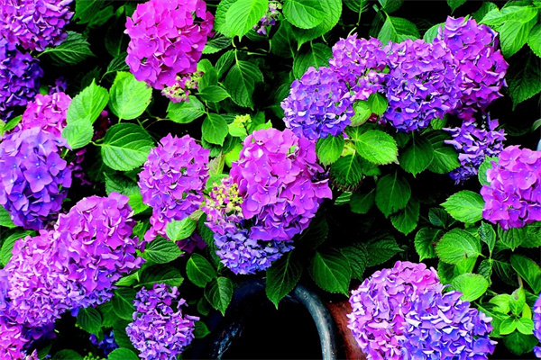 2個花瓣的花(兩瓣的花是什么花)