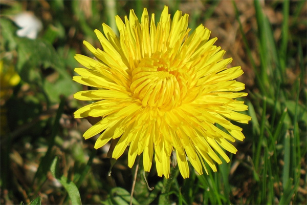 冬季開花的室內盆栽(冬季開花的室內盆栽花卉有哪些)