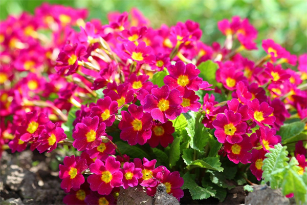 在玫瑰花(在玫瑰花上灑水)