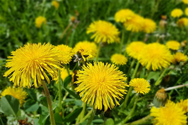沈陽送花訂花(沈陽花店送花)