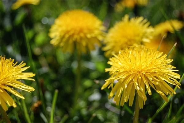 長沙鮮花綠植批發(長沙鮮花綠植批發市場)
