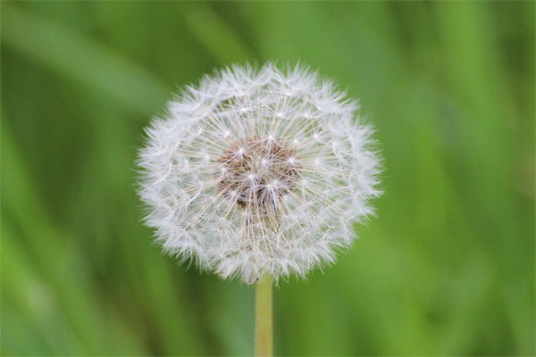 四季都開花盆栽花卉(四季開花的盆栽有哪些?帶圖片)