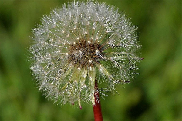 家庭盆栽木本花卉盆景(家庭盆栽木本花卉盆景圖片)