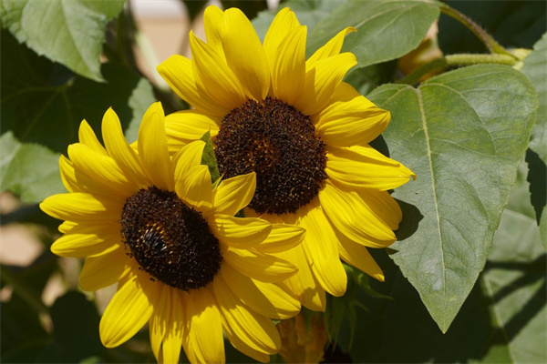 那里批發盆栽花(那里批發盆栽花便宜)