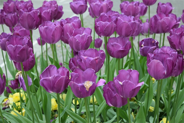 梔子花怎么水培發(fā)芽(梔子花的水培方法和注意事項(xiàng))