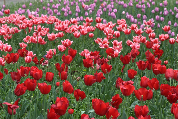 紫色花葉室內綠植(紫色花葉室內綠植有哪些)