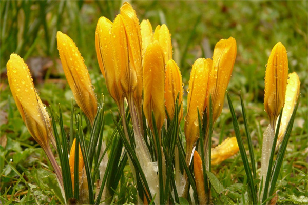什么樣的花盆栽花好(什么樣的花盆栽花好養)