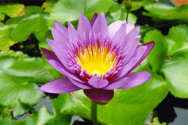 微型月季花苗盆栽(微型月季小苗如何養壯)
