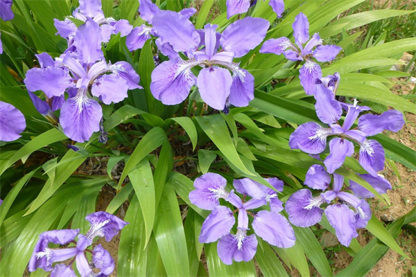 什么盆栽樹開花(什么盆景樹開花最香)