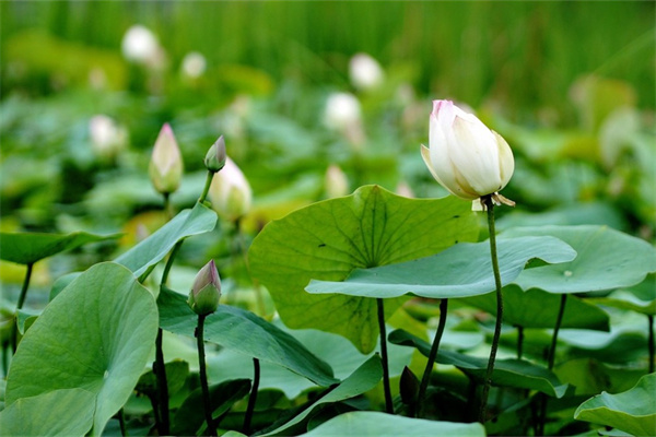 室內什么大型綠植好養活(室內什么大型植物好養活又好看)