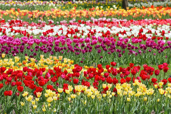 室內盆景花卉批發(花卉盆景批發哪里便宜)