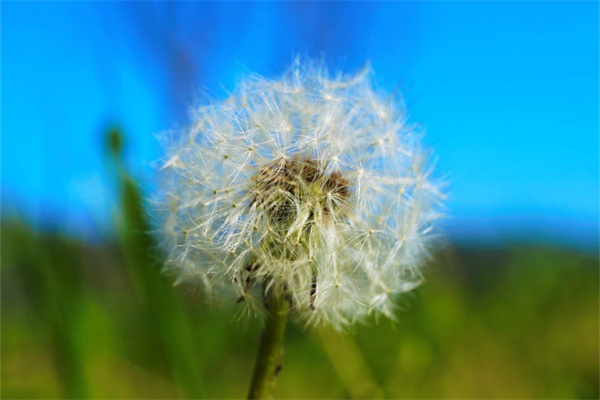 玫瑰花語的寓意是什么(送玫瑰花的含義和數(shù)量)