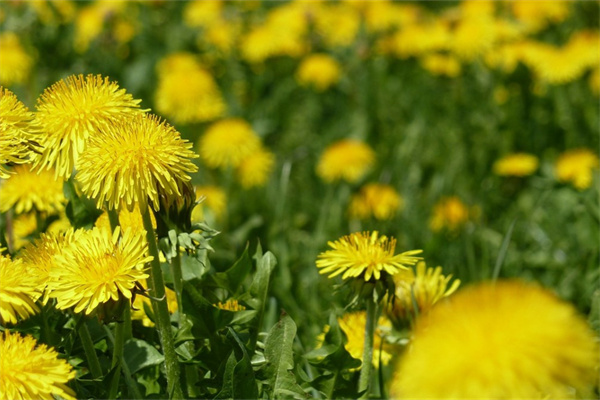 室外好養活的花(室外好養活的花又便宜)