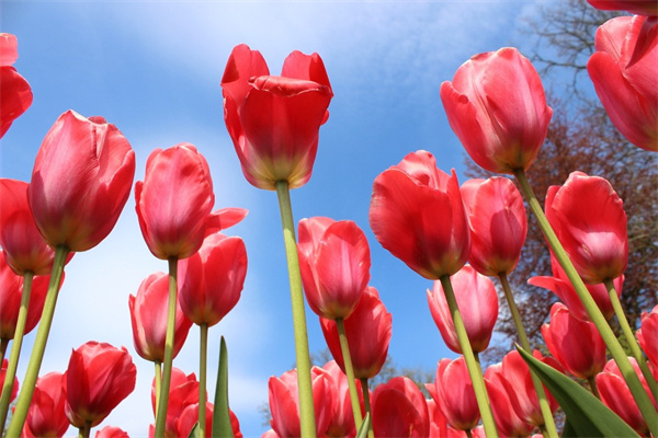 玫瑰花怎么開(kāi)花(玫瑰花怎么開(kāi)花多)
