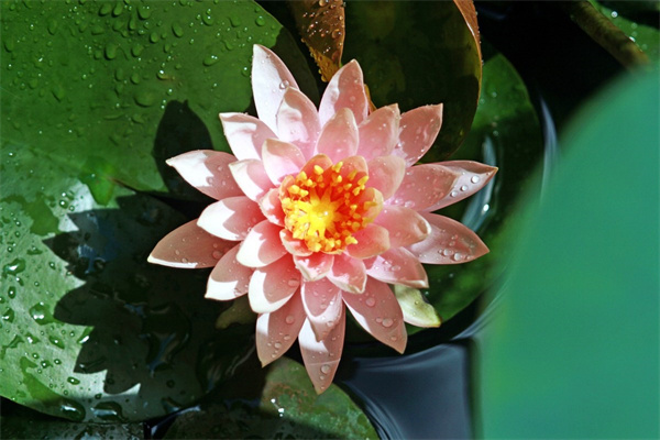 怎么做花朵手工又漂亮又簡單(怎么做花朵手工又漂亮又簡單用白色紙做的)