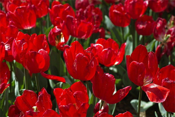 花盆栽室內花卉(花盆栽室內花卉圖片)