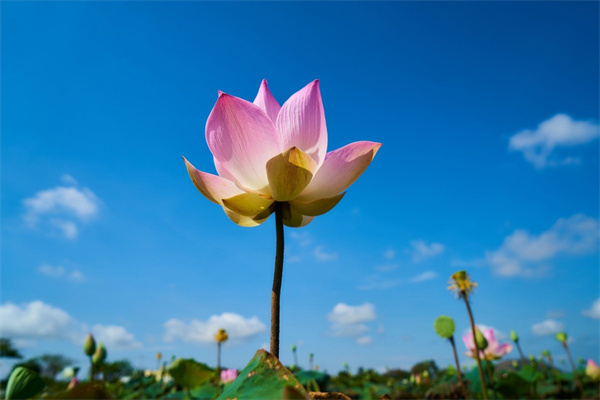 菊花是玫瑰花十枸杞(菊花玫瑰花枸杞子泡水喝的功效)