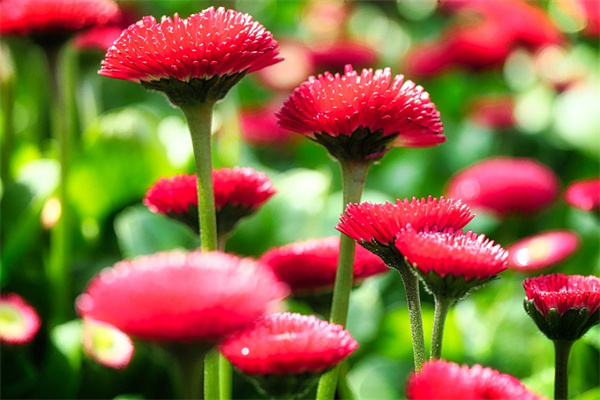 曼陀羅華花語(yǔ)是什么意思(曼陀羅花的寓意和傳說(shuō))
