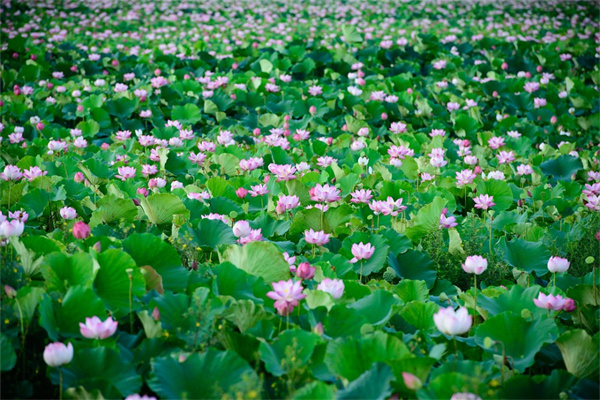 怎么制花卉生根液(自制花卉生根液)