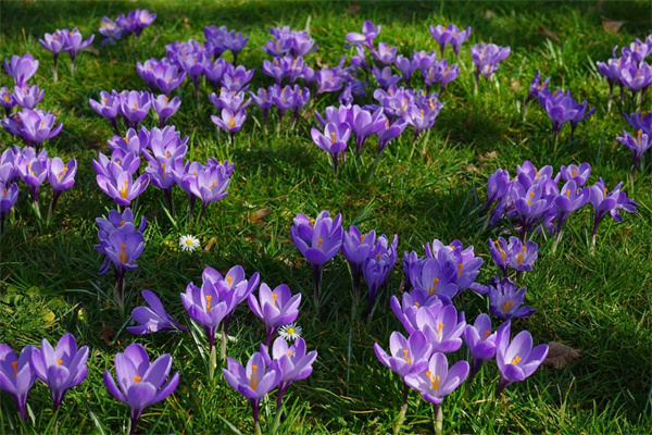 一棵芍藥花價格(為什么家里不能養芍藥花)