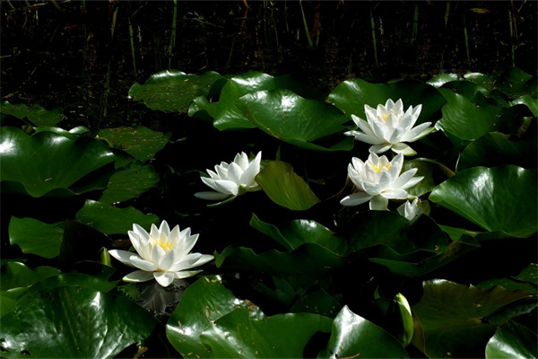 玫瑰花多會開(玫瑰花多會兒開)