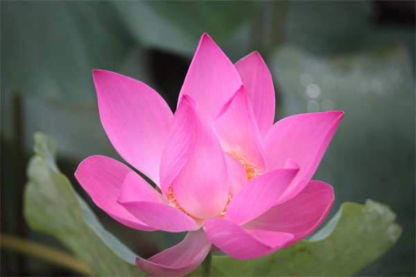 重慶適合種什么花(重慶適合種什么花四季開(kāi)花)