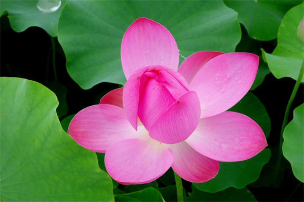 黃楊盆景怎么養(yǎng)(黃楊樹盆景的制作與養(yǎng)護(hù))