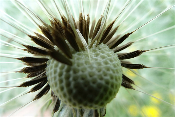 綠植盆栽哪里買(綠植盆栽哪里買好)