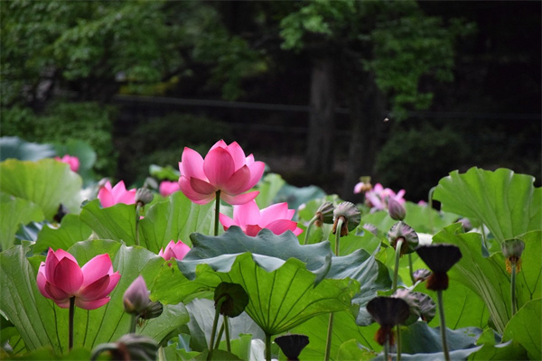 花卉名牌(知名花卉)
