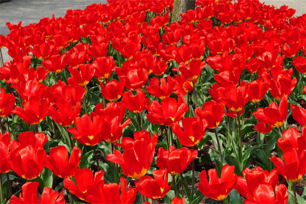 室內宜養花卉(室內適合養的18種花)