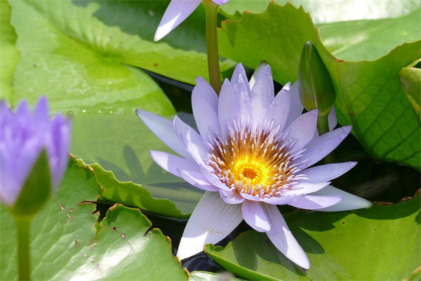 給朋友送花卡片內容(給朋友送花卡片內容怎么寫)