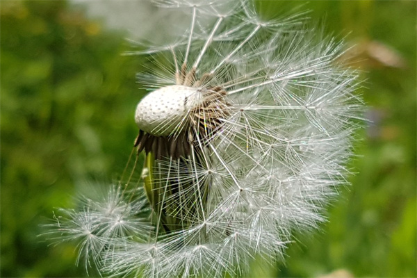 代表愛情的花及花語(象征愛情至死不渝的花)