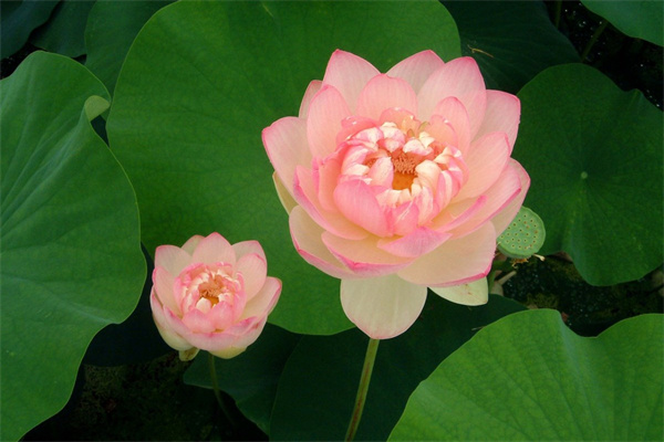 火焰蘭的花語(yǔ) 火焰蘭的文化背景
