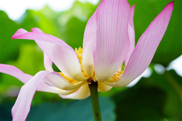 玫瑰花花頭軟了怎么辦(新手養玫瑰花的正確方法)