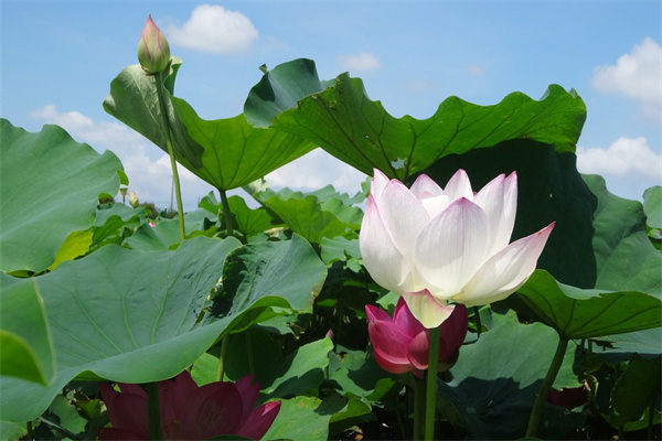 芍藥什么時候開花芍藥花期多長(芍藥何時開花)