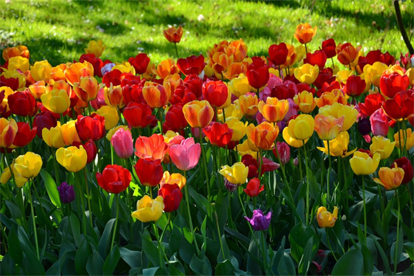上海種什么花四季開花(上海地區適合種什么花)