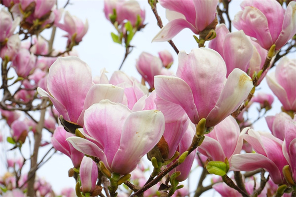 風鈴花種類(風鈴花有幾種品種)