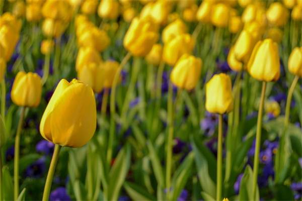 含笑花盆栽好養(yǎng)嗎（含笑花盆栽的養(yǎng)殖技巧）